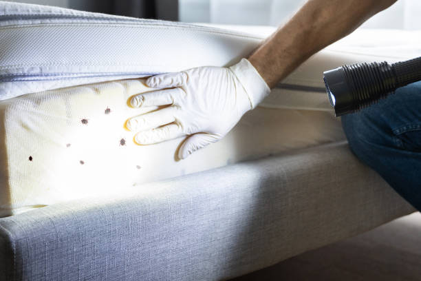  Knoxville, TN Pest Control Pros