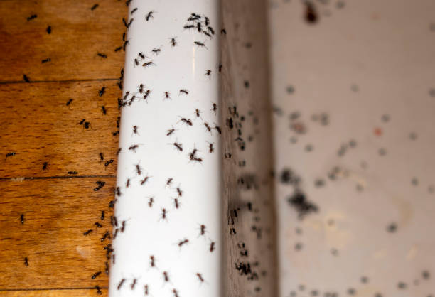 Best Best Pest Control Companies  in Knoxville, TN