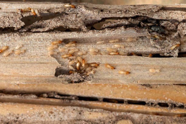 Best Local Pest Control Services  in Knoxville, TN