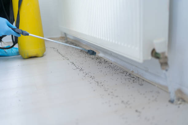 Best Termite Control Services  in Knoxville, TN
