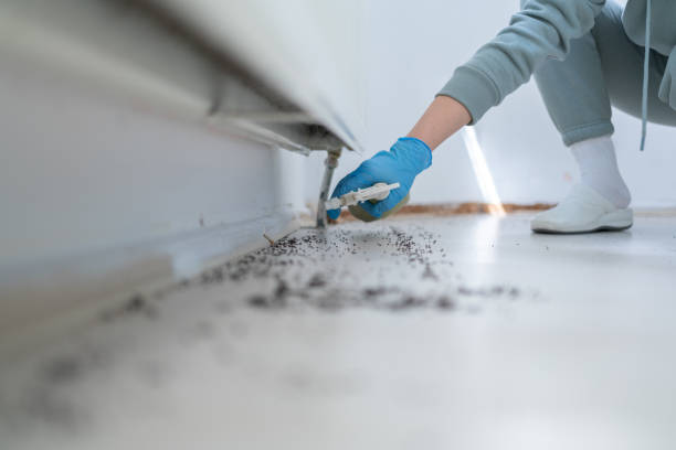 Best Rodent Control Near Me  in Knoxville, TN